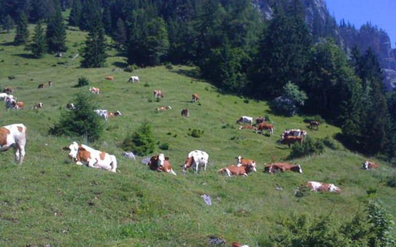 Radfeld Gasthof Pension Alpenblick מראה חיצוני תמונה